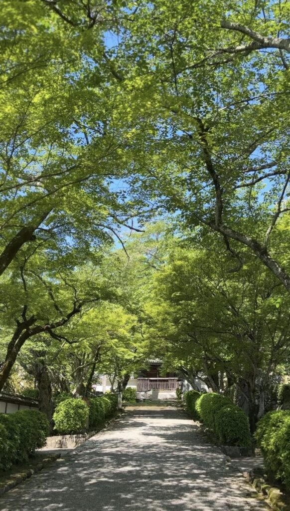 西教寺　新緑の参道　画像