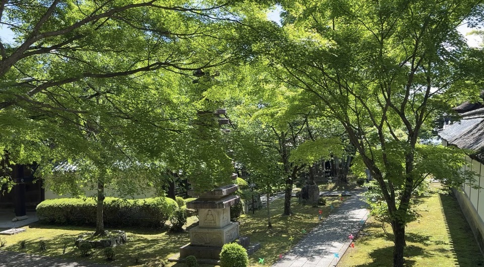 西教寺　新緑の境内　画像