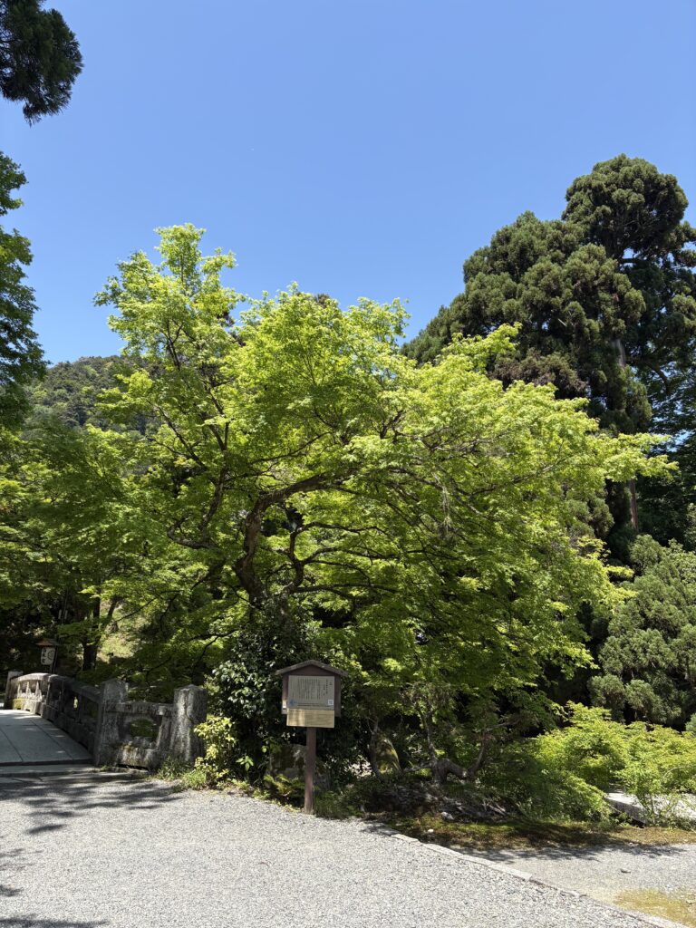 日吉大社　新緑　画像