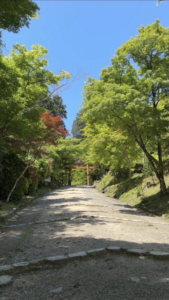日吉大社　山王鳥居に向かう新緑の坂道　画像